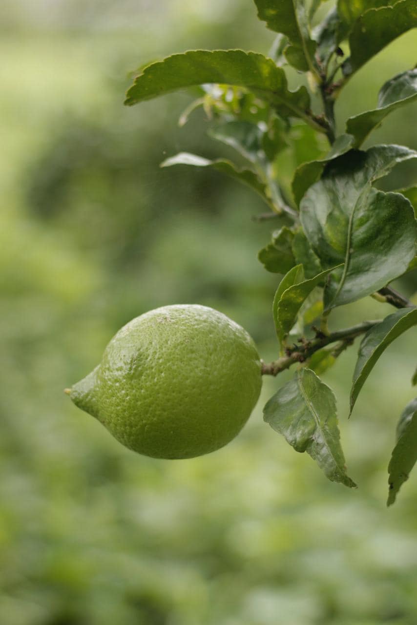 Home-grown produce